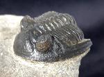 Hollardops mesocristatus (LE MAITRE 1952) - Bild &copy; FossNet FossilienStore
